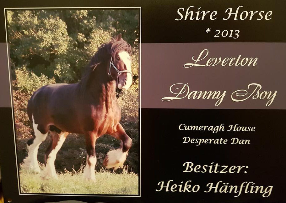 Show Shire Stallion, Leverton Danny Boy